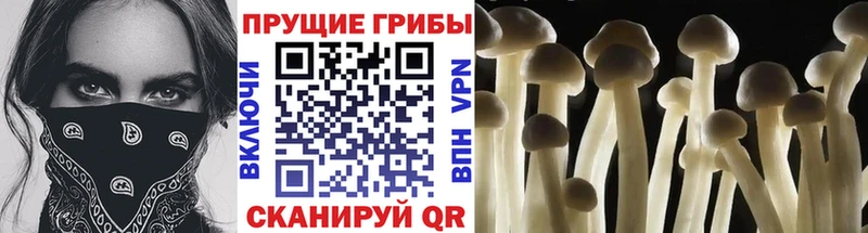 Псилоцибиновые грибы мухоморы  Курчатов 